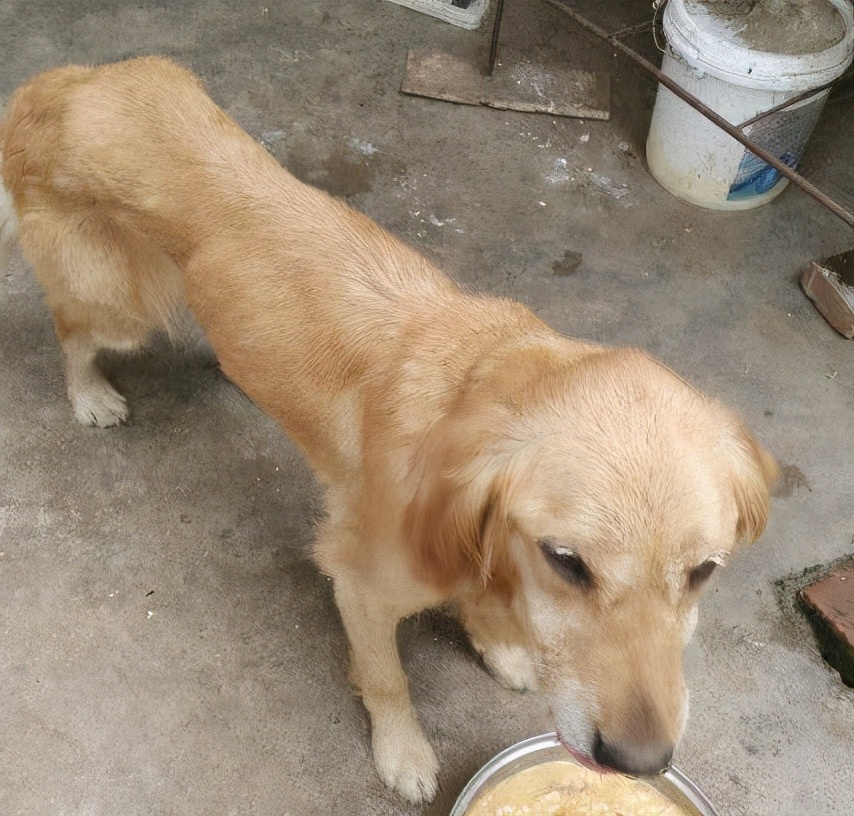 狗狗怎么增肥金毛,金毛偏瘦如何养胖吃得也多