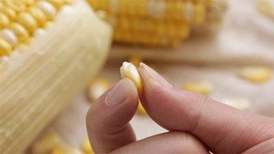 爆浆糖心水果玉米,如何挑爆汁甜的水果玉米