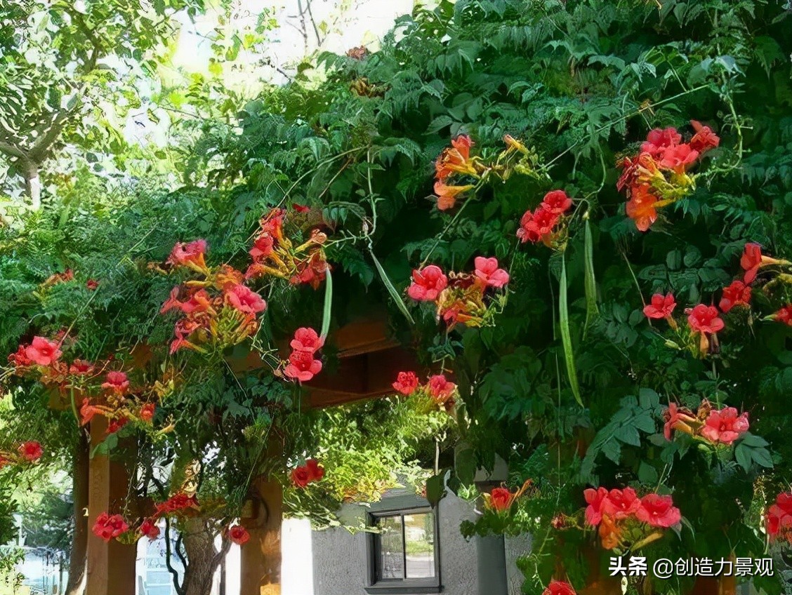 三种最旺家的爬藤植物,最好种的爬藤植物