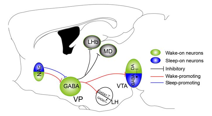 复旦大学医学神经生物学国家重点实验室2020年科研成果汇编