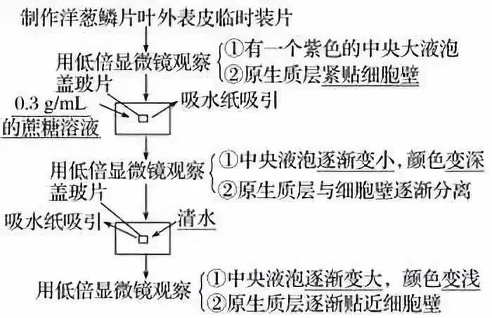 河南高中会考生物必背知识点,生物显微镜实验视频高中