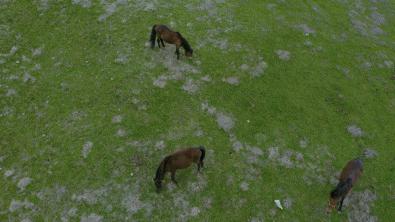 「Norden」草原上的缄默声