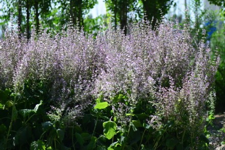 西餐香草大全及用途视频,好吃的西餐料理有哪些