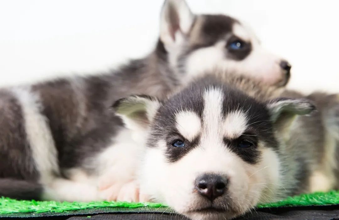 三阳哈士奇优缺点,哈士奇优缺点有哪些