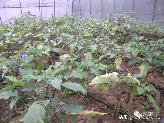 种茄子的六个步骤简短文字,种茄子的基本知识