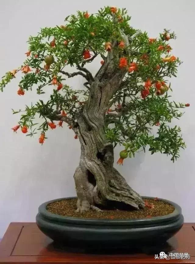 推荐36种好养的盆景植物,茶桌上养什么盆景植物