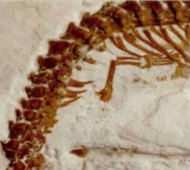 蛇类的寿命一般是多久呢,蟒蛇可以活多少年