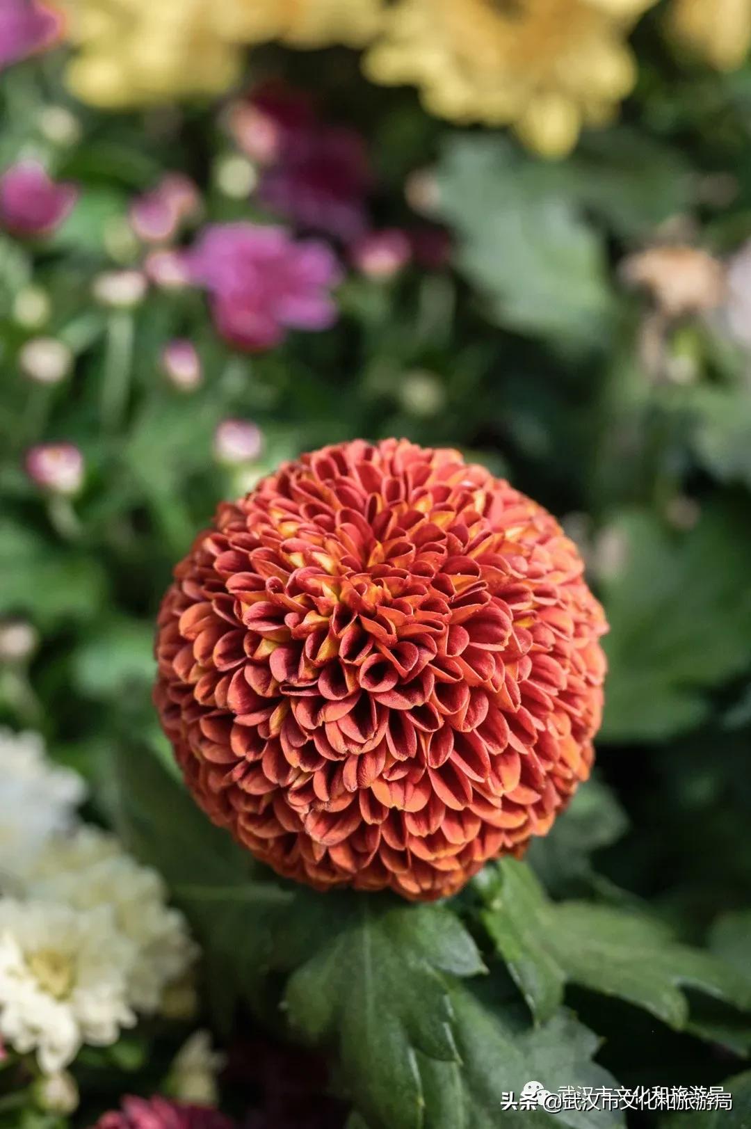 武汉秋天的第一场音乐节,武汉秋天第一场音乐节