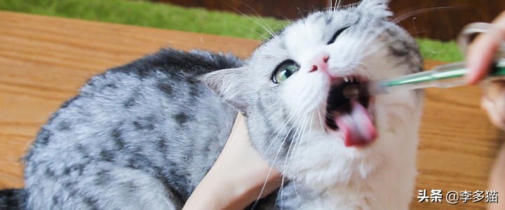 新手养猫必看一招搞定猫咪驱虫,养宠须知这份猫咪驱虫指南请收好