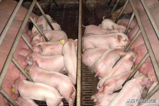 详解母猪产后常见病防治措施及后备、空怀、妊娠，产后母猪管理