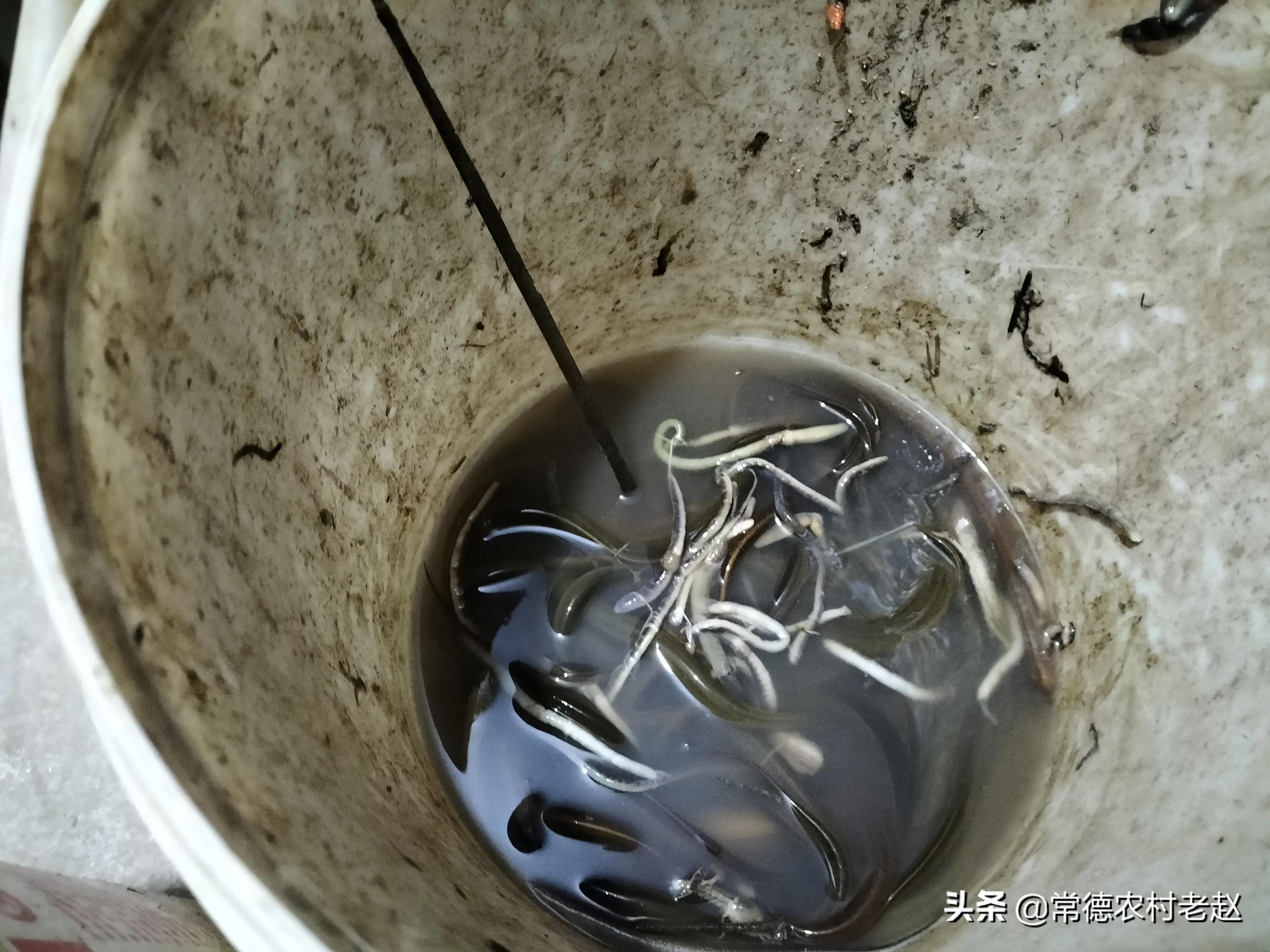 黄鳝怎样逮才能暴富,用什么饵料捕捉野生黄鳝最好