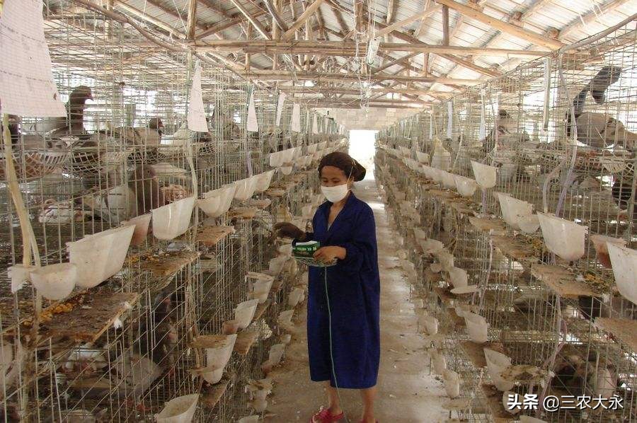 鸽子养殖和日常管理,鸽子养殖户讲解