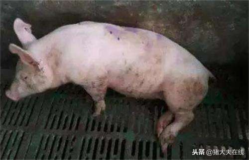 猪关节炎型链球菌病的诊治,猪关节炎链球菌发病的原因是什么