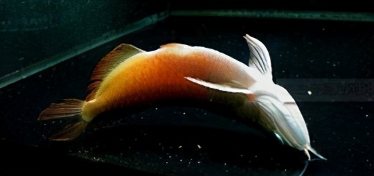 小龙鱼疾病,龙鱼突发疾病