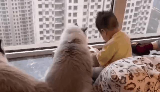 哪种猫最会带娃,什么猫带娃最好