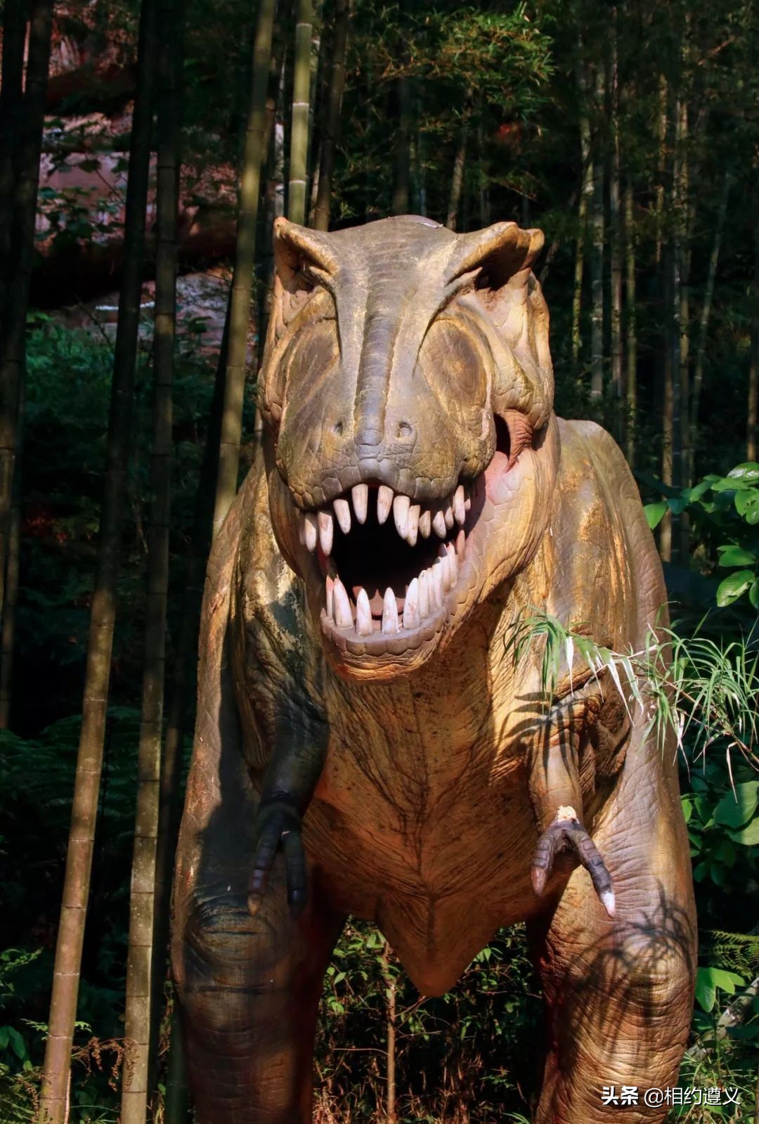 赤水大瀑布 侏罗纪公园 (贵州赤水侏罗纪公园攻略)