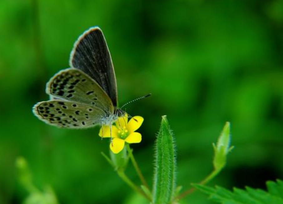 6大“杀不死”的生物,身体坏了可再生,脑袋没了还能跑?