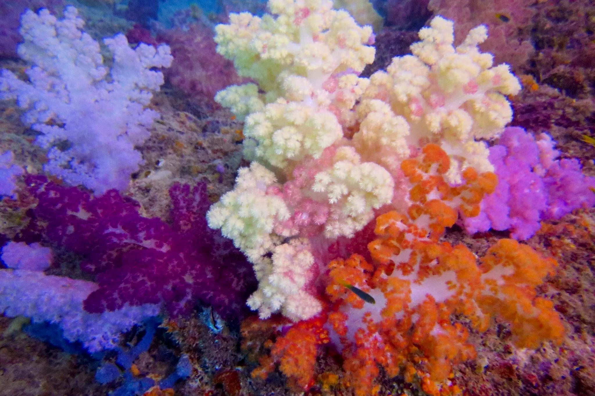 软珊瑚贵吗,软珊瑚红粉