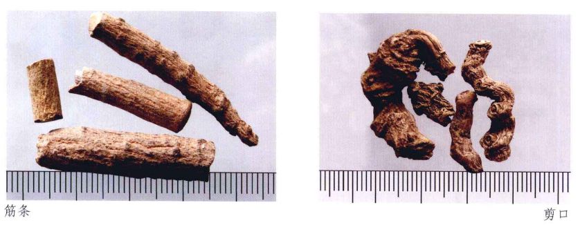 云南三七真伪查询,三七药材的真伪鉴别