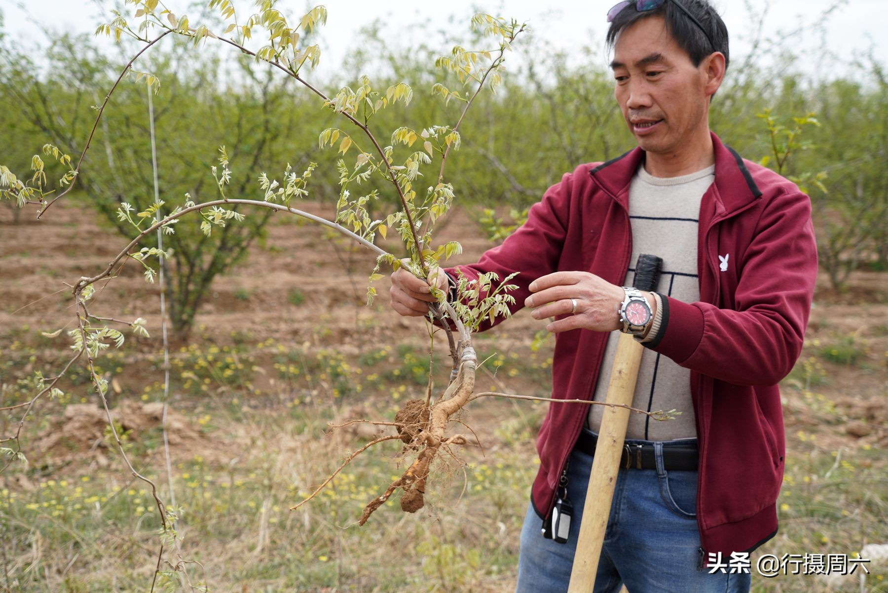 农村创业种植的真实经历,农村山里种植什么赚钱快