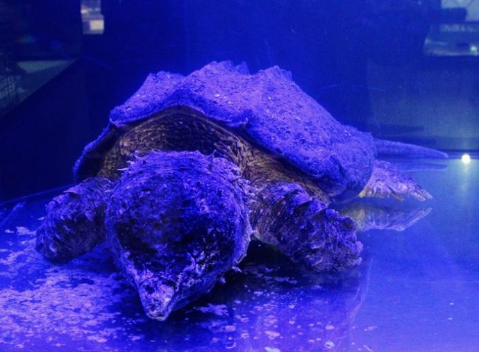 不同国家的凶猛鳄龟,真正的远古鳄龟