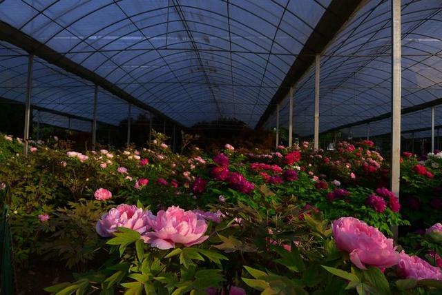 洛阳牡丹花摄影,中国牡丹花开摄影