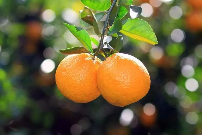 温州人一天吃掉248吨柑橘,温州菜篮子夜间吃东西