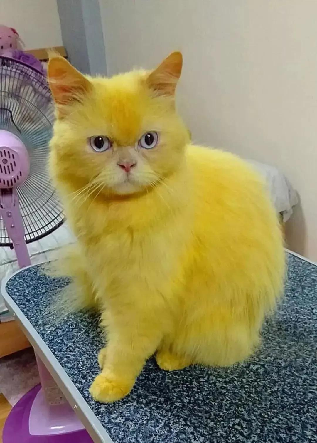 全球罕见足球猫冲上热搜，网友：指定染色！结果......哈哈哈哈