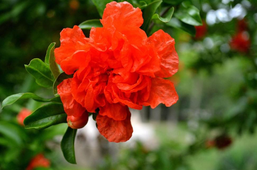 榴花诗词,古诗榴花朗诵