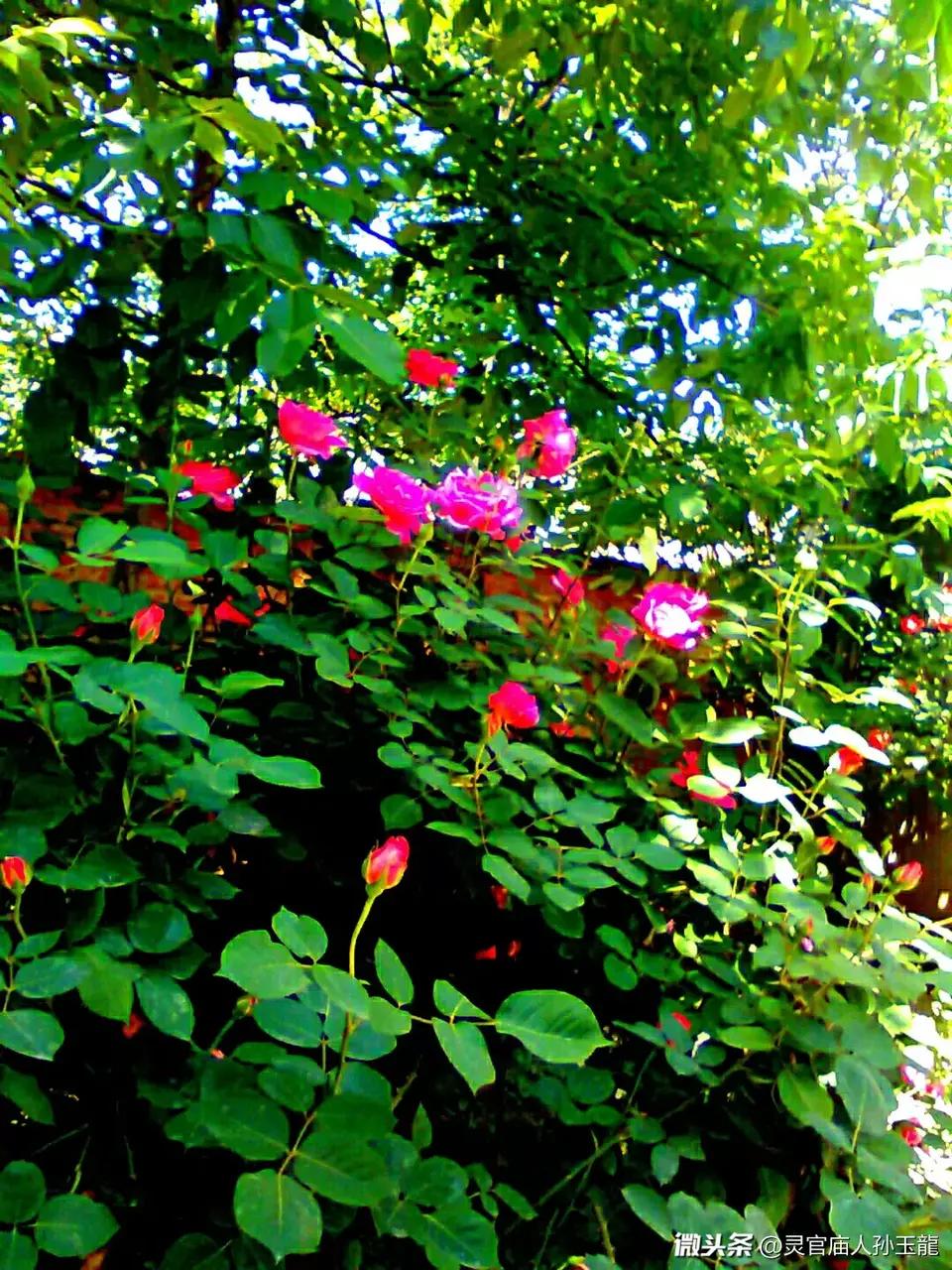 中华神洲祥天蓝，美国疫地多熬煎。