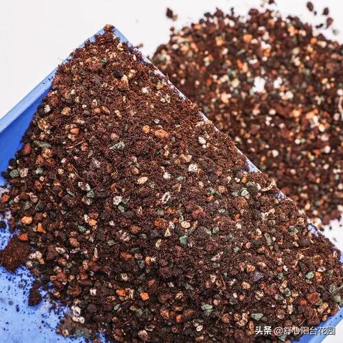 39.9入手7棵小老桩，夏季照样可以养好多肉。