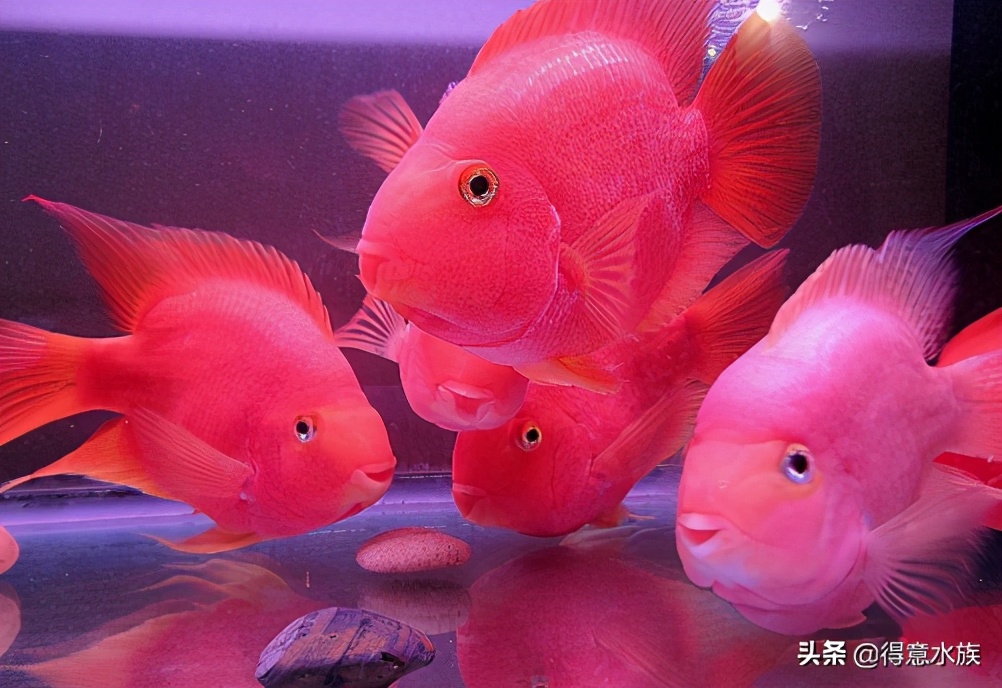 观赏鱼好养耐活鹦鹉鱼,观赏鹦鹉鱼为什么养不活