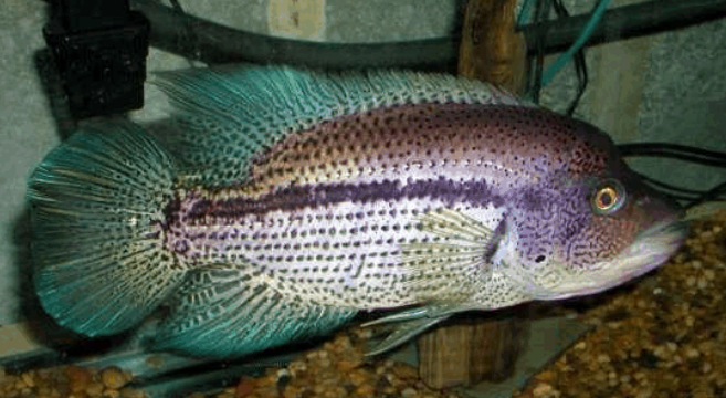 南美慈鲷,慈鲷有黑色的吗