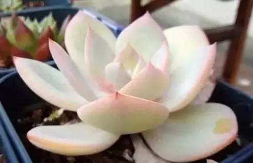 推荐轻松玩转100种常见多肉植物,700种多肉植物图鉴pdf百度云