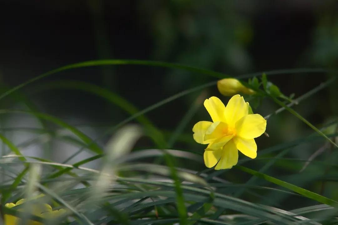 迎春花开得早,迎春花花开得早