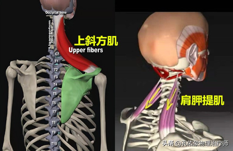 肩膀和肩胛骨疼痛如何治疗,左肩膀和肩胛骨内侧肌肉会疼