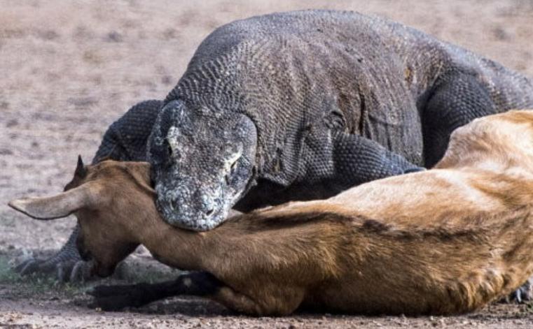 一个成年人被科莫多巨蜥咬了一口，现在的医学水平能救吗？