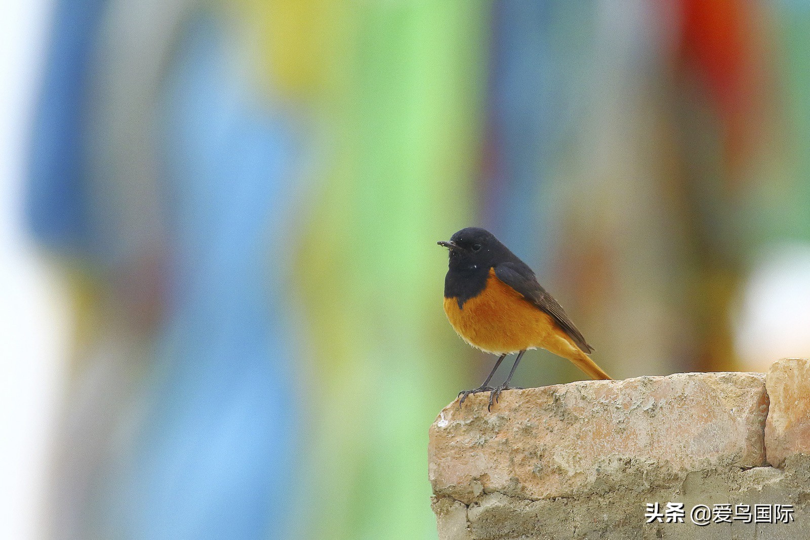 鸟类最好看的照片,100张绝美鸟类图片