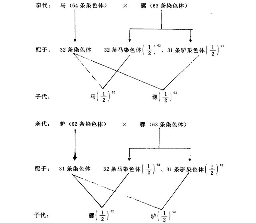 为什么骡子不能生育的民间故事,骡子不能生育是马和驴惹的祸