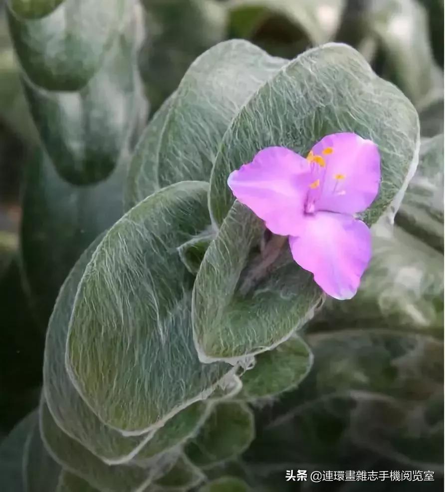 365种多肉图谱大全,365种鲜花图册大全