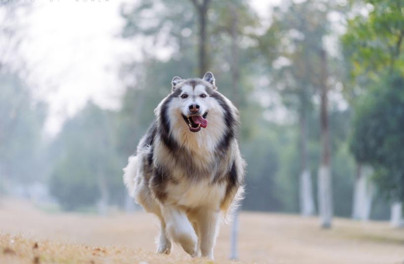 狗狗生理常识各位铲屎官都知道吗,生殖功能怎么保护