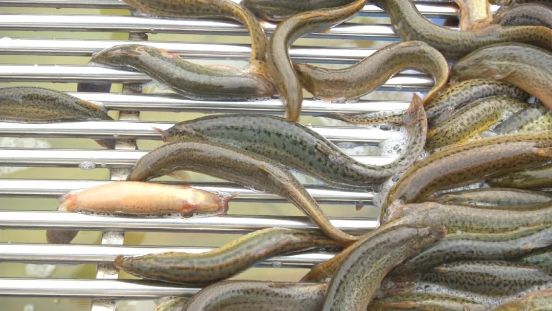 创富新发现:体质强健生长快,台湾泥鳅效益红火