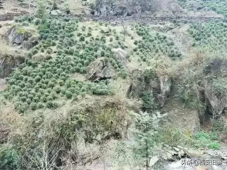 无拙庄主简介,无拙