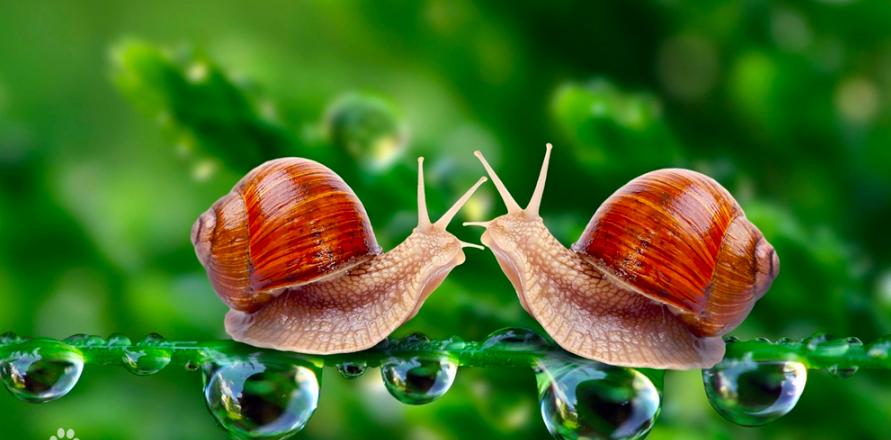 雌雄同体的生物，也有交配之战