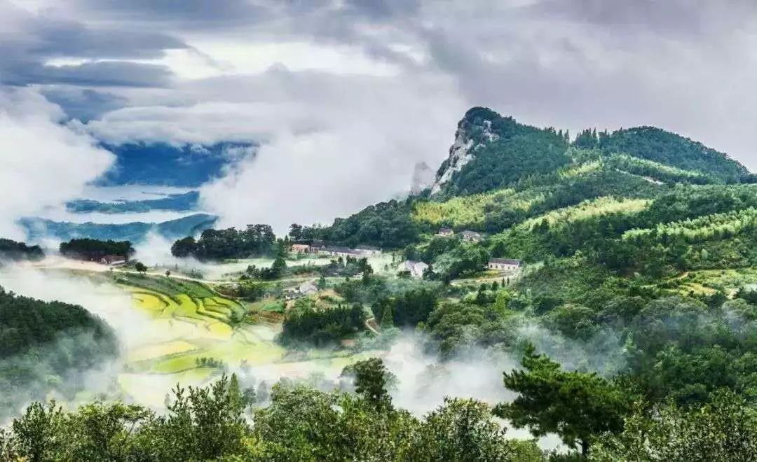 【媒体看商城】汪岗镇:″三季茶的致富经