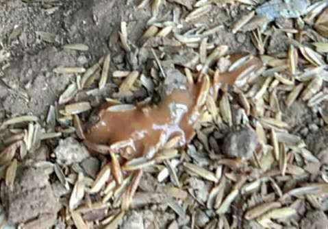 球虫久治不愈,球虫病为何难防难治出路在何方