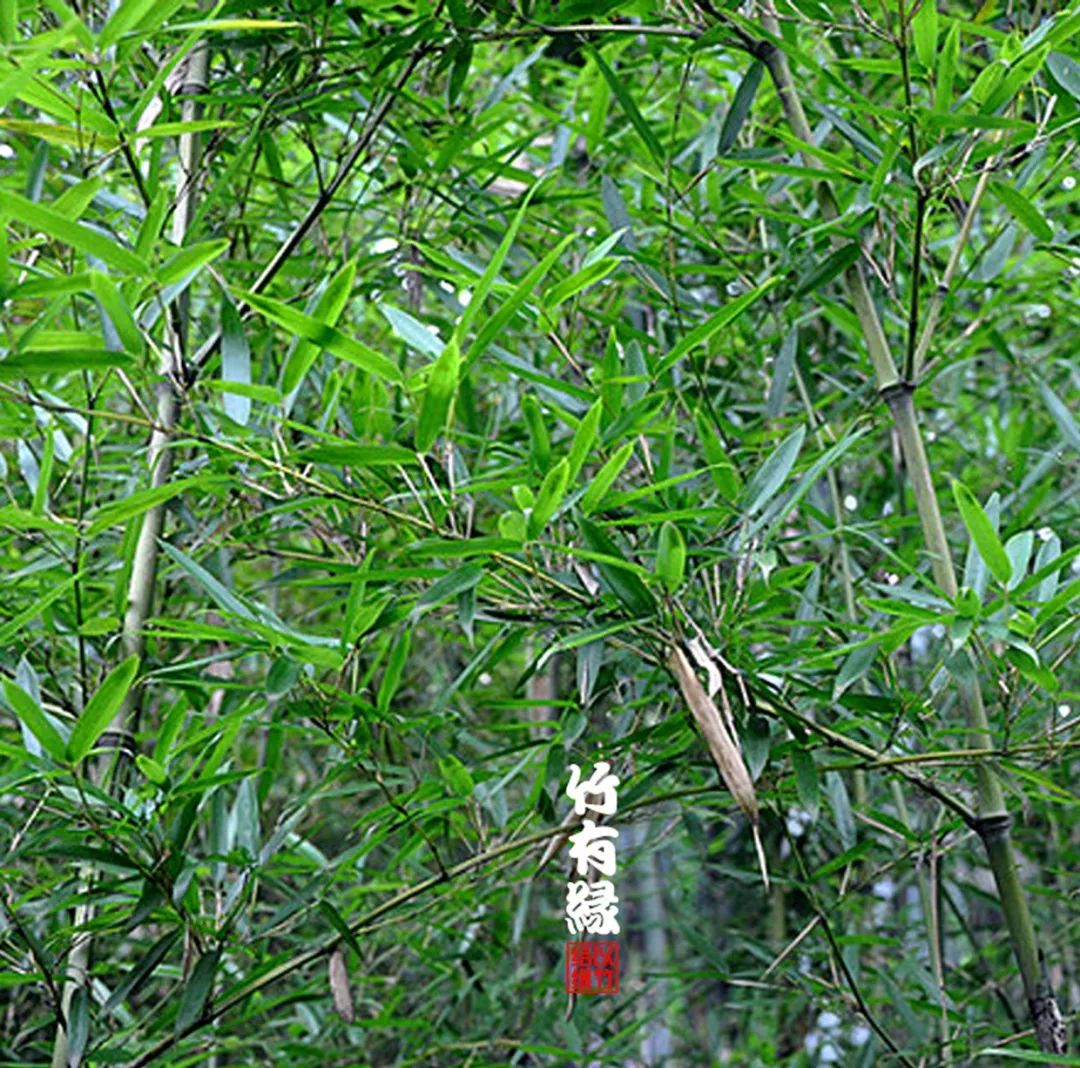 竹子本来就是空心的,竹子本就是空心的