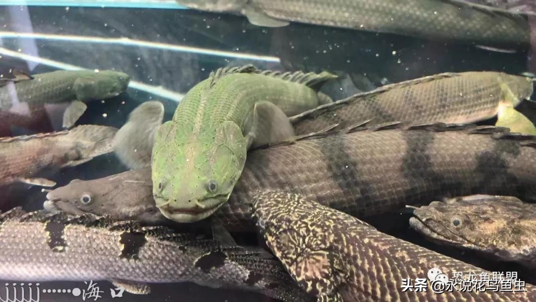 观察鱼大便！了解鱼有没有好状态，养鱼那些事