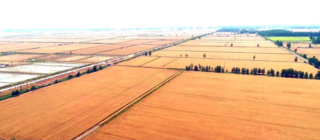 睢宁高标准农田,江苏滨海县高标准农田