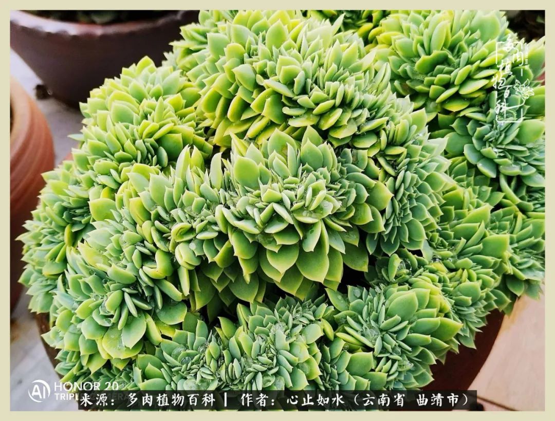 感谢陪伴感恩所有的遇见,让每个人都能感受到多肉的美好